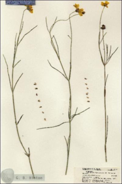 URN_catalog_HBHinton_herbarium_21759.jpg.jpg