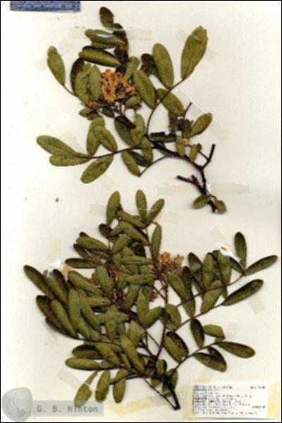 URN_catalog_HBHinton_herbarium_19383.jpg.jpg