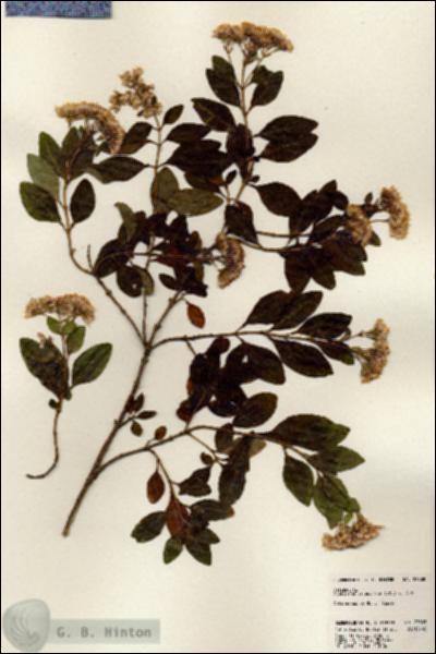 URN_catalog_HBHinton_herbarium_23808.jpg.jpg
