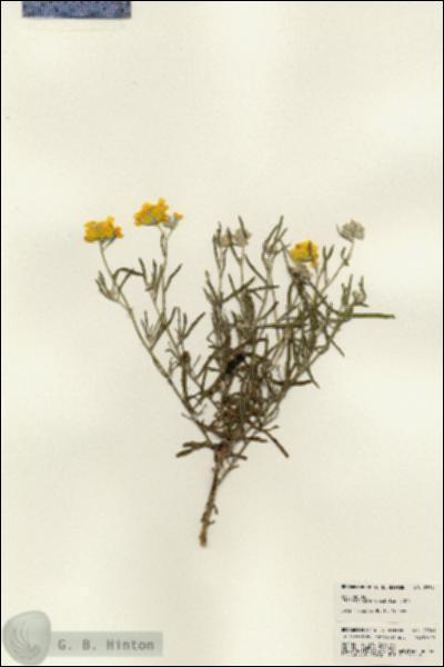 URN_catalog_HBHinton_herbarium_23341.jpg.jpg