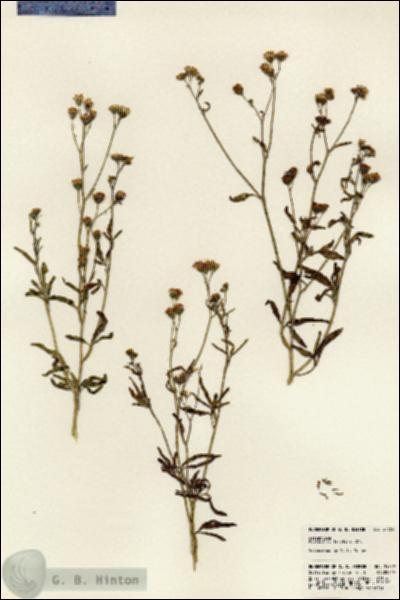 URN_catalog_HBHinton_herbarium_24759.jpg.jpg