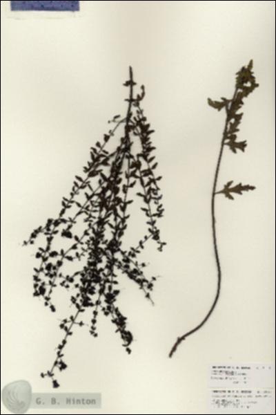 URN_catalog_HBHinton_herbarium_25930.jpg.jpg