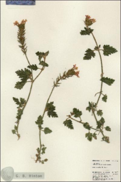 URN_catalog_HBHinton_herbarium_24132.jpg.jpg