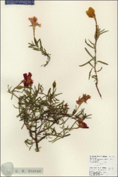 URN_catalog_HBHinton_herbarium_25965.jpg.jpg