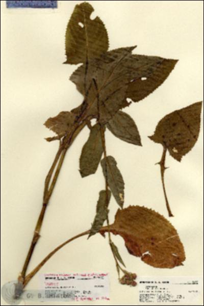 URN_catalog_HBHinton_herbarium_22437.jpg.jpg