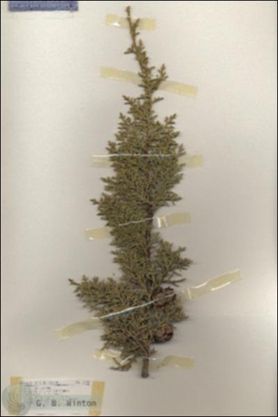 URN_catalog_HBHinton_herbarium_18948.jpg.jpg