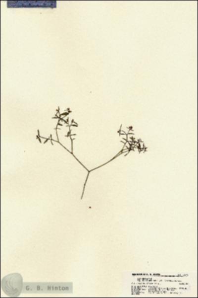 URN_catalog_HBHinton_herbarium_22378.jpg.jpg