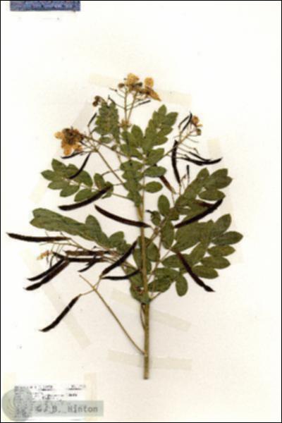 URN_catalog_HBHinton_herbarium_17625.jpg.jpg