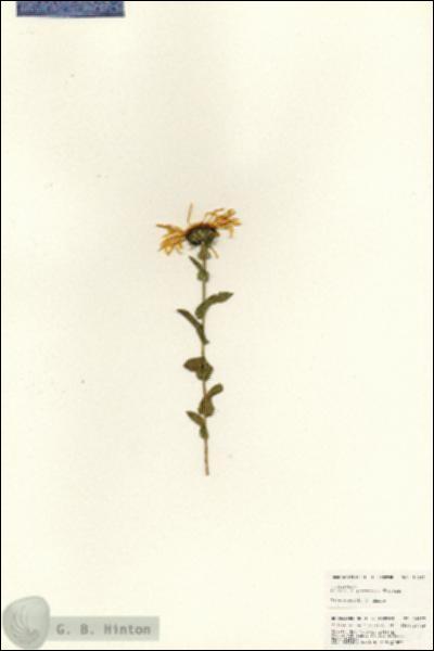 URN_catalog_HBHinton_herbarium_24957.jpg.jpg