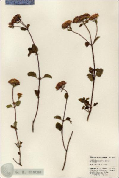 URN_catalog_HBHinton_herbarium_24162.jpg.jpg