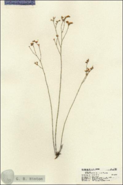 URN_catalog_HBHinton_herbarium_22322.jpg.jpg