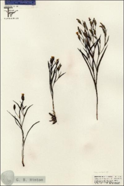URN_catalog_HBHinton_herbarium_25516.jpg.jpg