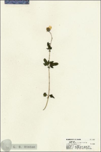 URN_catalog_HBHinton_herbarium_21253.jpg.jpg