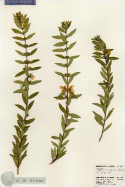 URN_catalog_HBHinton_herbarium_22984.jpg.jpg