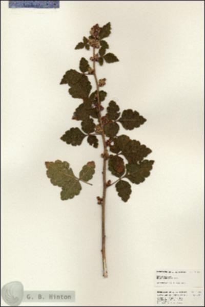 URN_catalog_HBHinton_herbarium_25181.jpg.jpg
