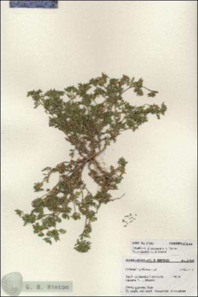 URN_catalog_HBHinton_herbarium_27202.jpg.jpg