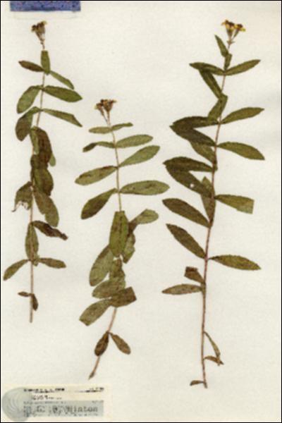 URN_catalog_HBHinton_herbarium_20901.jpg.jpg