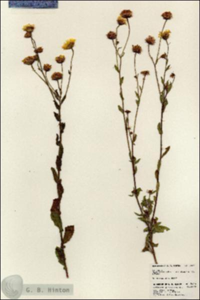 URN_catalog_HBHinton_herbarium_24426.jpg.jpg