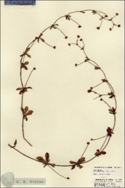 URN_catalog_HBHinton_herbarium_22156.jpg.jpg