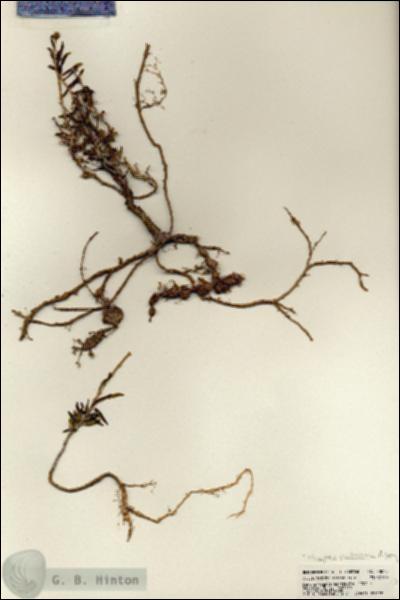 URN_catalog_HBHinton_herbarium_23045.jpg.jpg