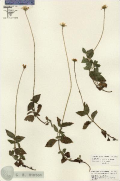 URN_catalog_HBHinton_herbarium_26033.jpg.jpg