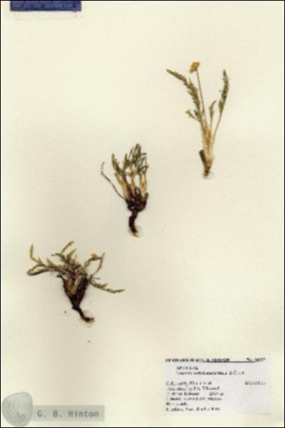 URN_catalog_HBHinton_herbarium_28327.jpg.jpg