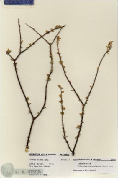 URN_catalog_HBHinton_herbarium_28312.jpg.jpg