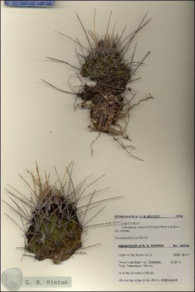 URN_catalog_HBHinton_herbarium_28560.jpg.jpg