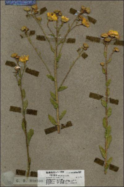 URN_catalog_HBHinton_herbarium_19813.jpg.jpg