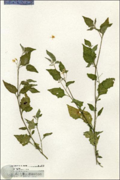 URN_catalog_HBHinton_herbarium_21125.jpg.jpg