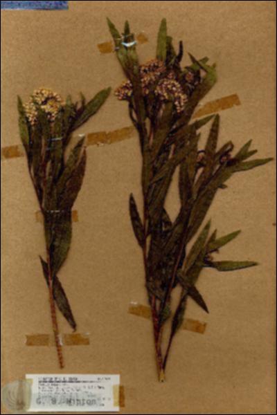 URN_catalog_HBHinton_herbarium_17968.jpg.jpg