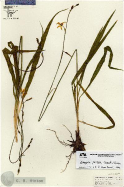 URN_catalog_HBHinton_herbarium_26761.jpg.jpg