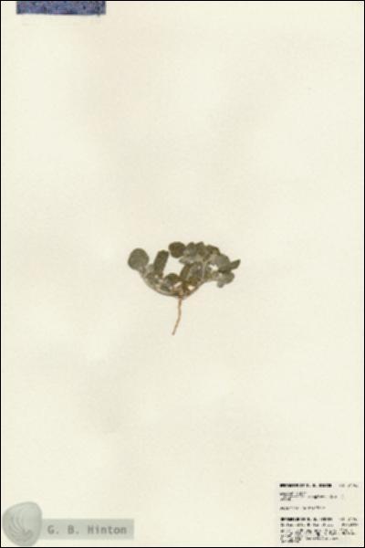 URN_catalog_HBHinton_herbarium_24745.jpg.jpg