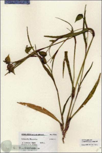 URN_catalog_HBHinton_herbarium_27216.jpg.jpg