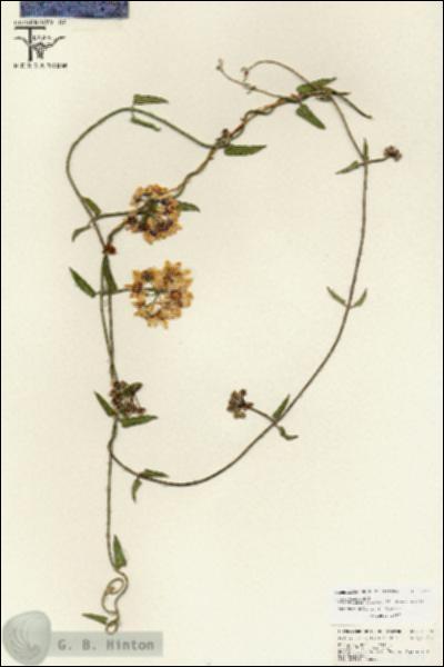 URN_catalog_HBHinton_herbarium_25774.jpg.jpg