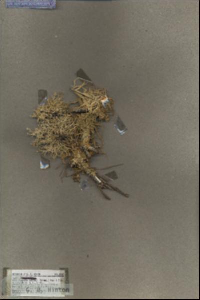 URN_catalog_HBHinton_herbarium_18667.jpg.jpg