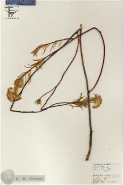 URN_catalog_HBHinton_herbarium_25753.jpg.jpg