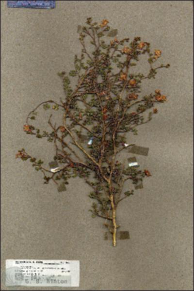 URN_catalog_HBHinton_herbarium_18433.jpg.jpg