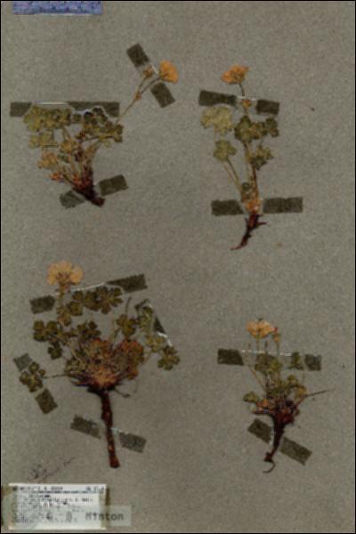 URN_catalog_HBHinton_herbarium_17114.jpg.jpg