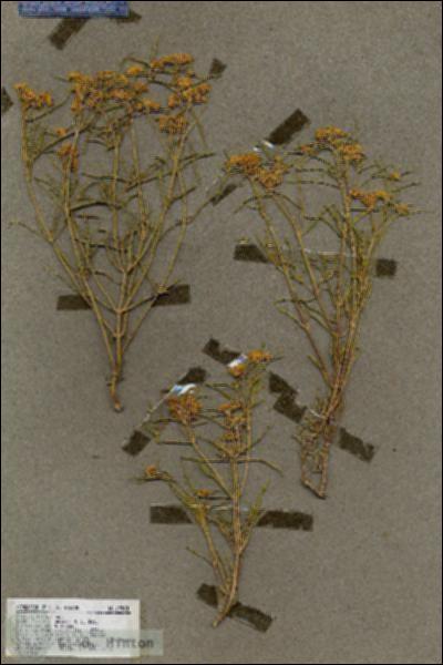 URN_catalog_HBHinton_herbarium_19508.jpg.jpg