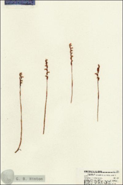 URN_catalog_HBHinton_herbarium_18794.jpg.jpg