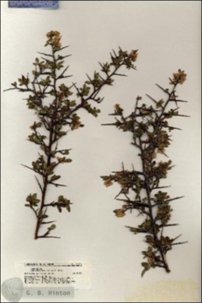URN_catalog_HBHinton_herbarium_21006.jpg.jpg
