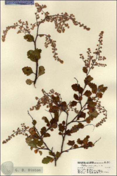 URN_catalog_HBHinton_herbarium_22411.jpg.jpg