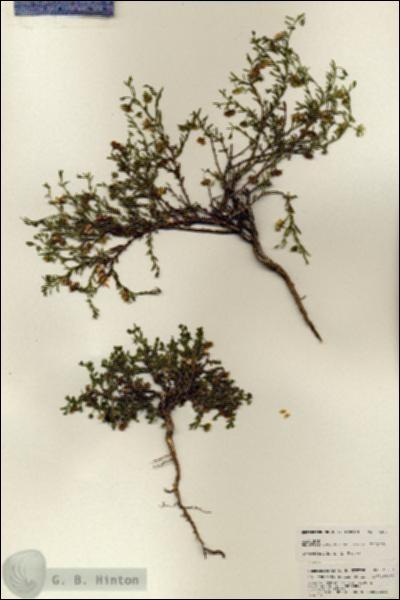 URN_catalog_HBHinton_herbarium_25357.jpg.jpg