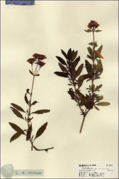 URN_catalog_HBHinton_herbarium_22497.jpg.jpg
