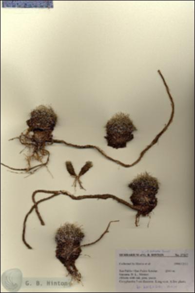 URN_catalog_HBHinton_herbarium_27317.jpg.jpg