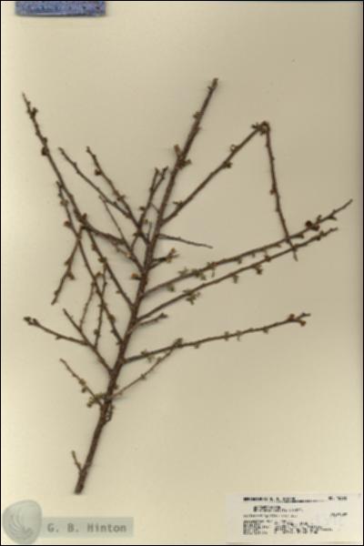 URN_catalog_HBHinton_herbarium_18392.jpg.jpg