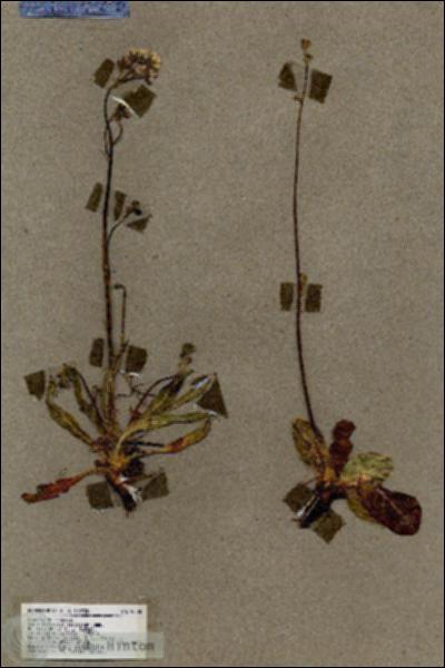 URN_catalog_HBHinton_herbarium_18300.jpg.jpg