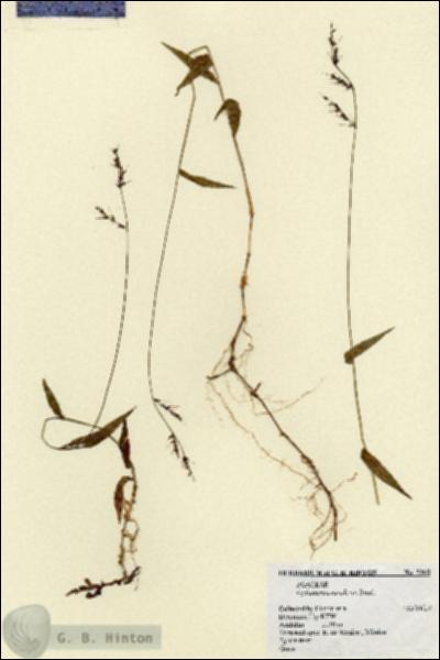 URN_catalog_HBHinton_herbarium_5265.jpg.jpg