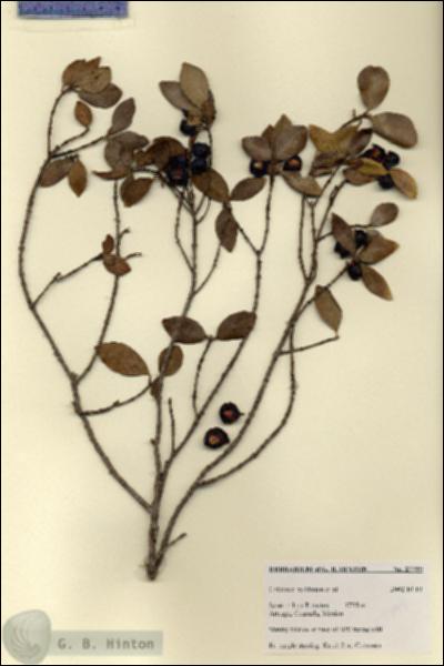 URN_catalog_HBHinton_herbarium_27799.jpg.jpg